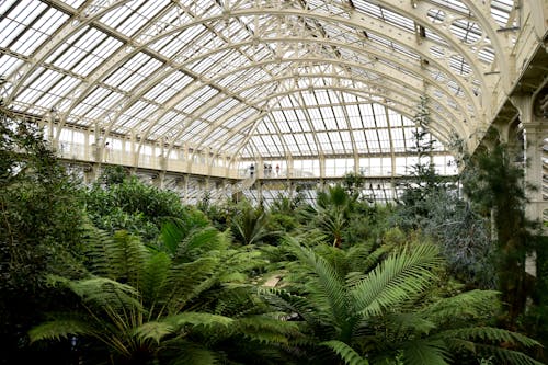 Lush Plants in a Botanic Garden 