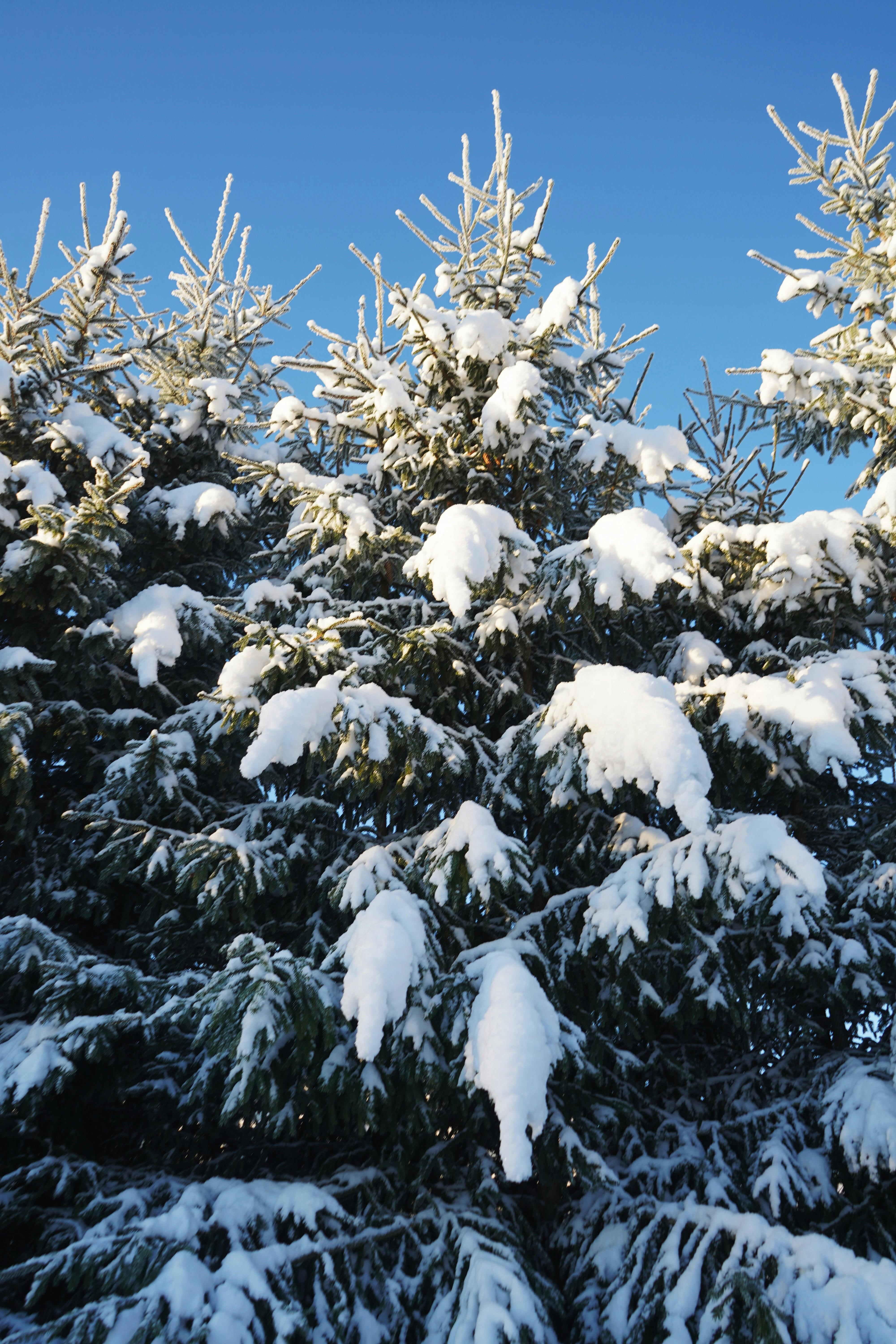 Winter landscape featuring snow-covered conifer trees against a clear blue sky.