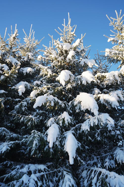 คลังภาพถ่ายฟรี ของ ต้นสน, ต้นไม้, มีหิมะปกคลุม