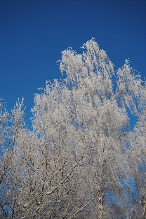 Tree Covered in Hoarfrost with Blue Sky in the Background 