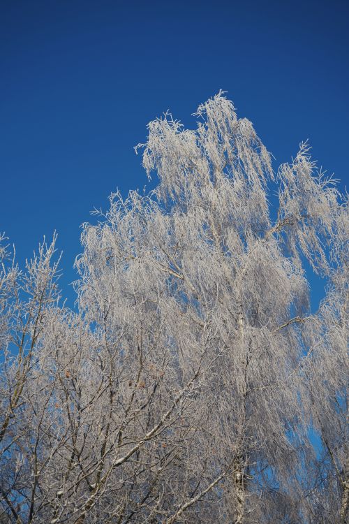 Free Beautiful frosted trees with clear blue sky, capturing winter's serene beauty. Stock Photo