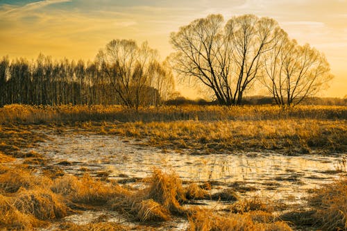 Darmowe zdjęcie z galerii z bezlistne drzewa, gołe drzewa, natura