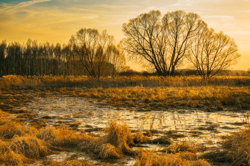 Free A tranquil marshland scene with silhouette trees against a golden sunset, capturing nature's beauty. Stock Photo