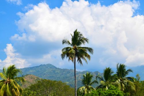 Free Vibrant tropical landscape in Colombia featuring palm trees against a mountainous backdrop. Stock Photo