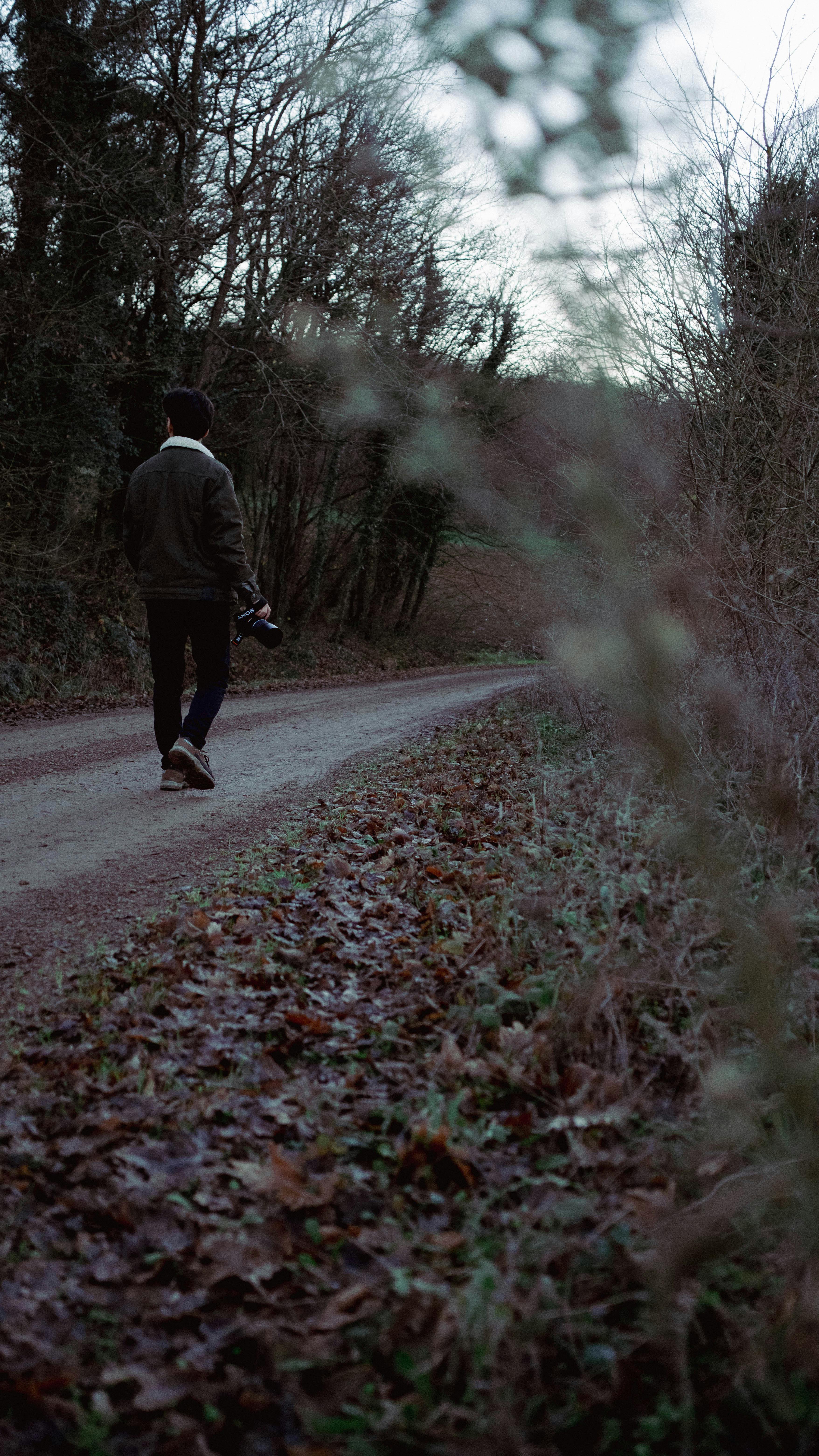 Gratis Immagine gratuita di alberi, autunno, avventura Foto a disposizione