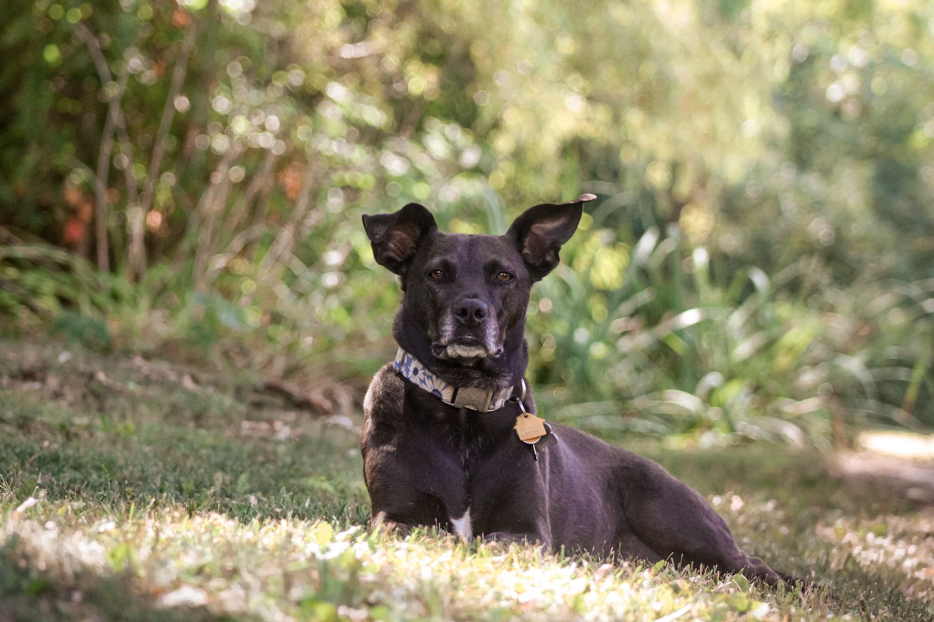 Veterinary care for a pet