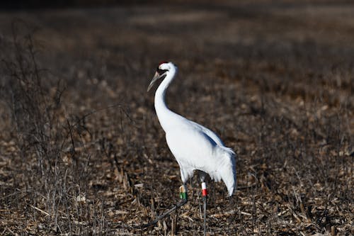 Gratis stockfoto met birdwatching, dieren in het wild, ornithologie