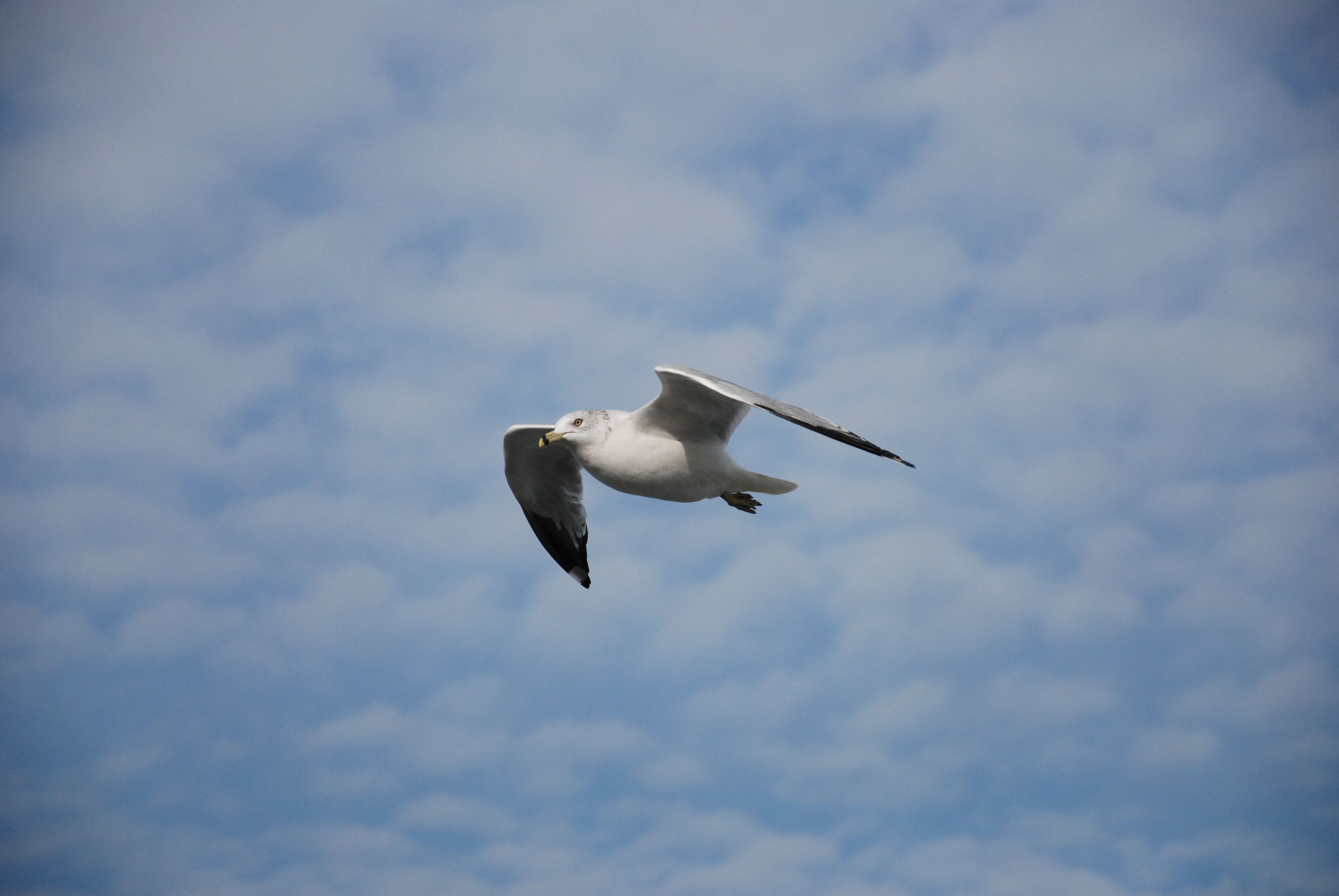 A Bird Flying under Blue Sky and White Clouds · Free Stock Photo