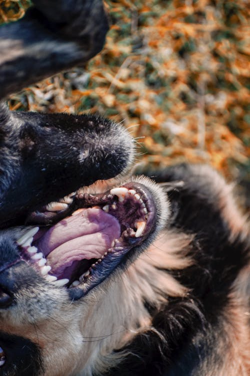 Close up of Dog Teeth