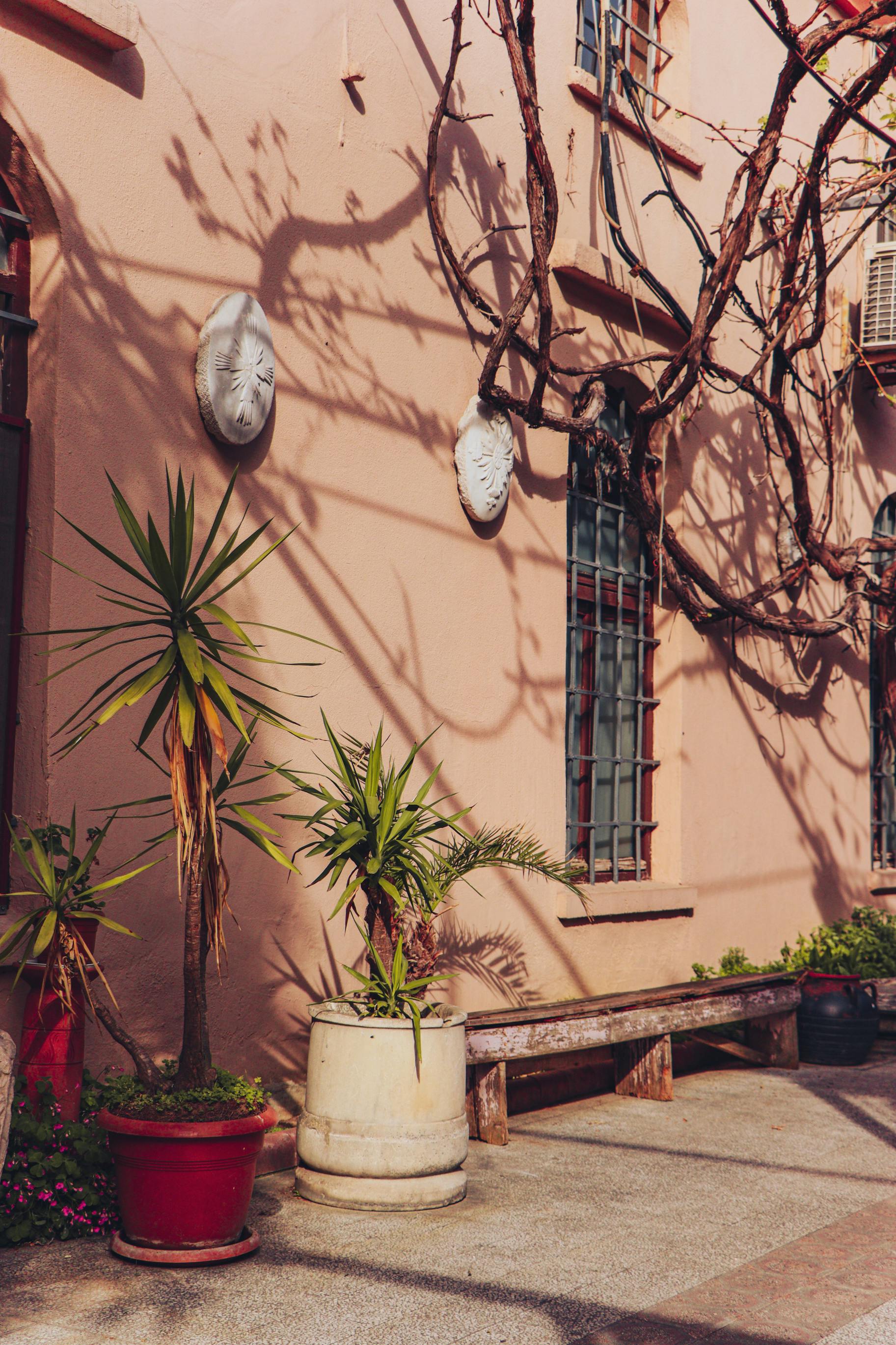 A serene courtyard in İstanbul featuring potted plants, vine shadows, and rustic architecture.