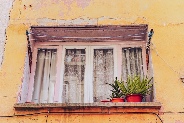 Potted Succulents Outside The Window Of A House