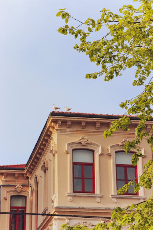 White and Gray Bird on the Roof 