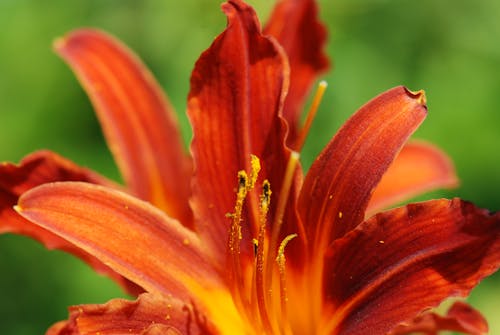 Close-up Photo of an Orange Flower 