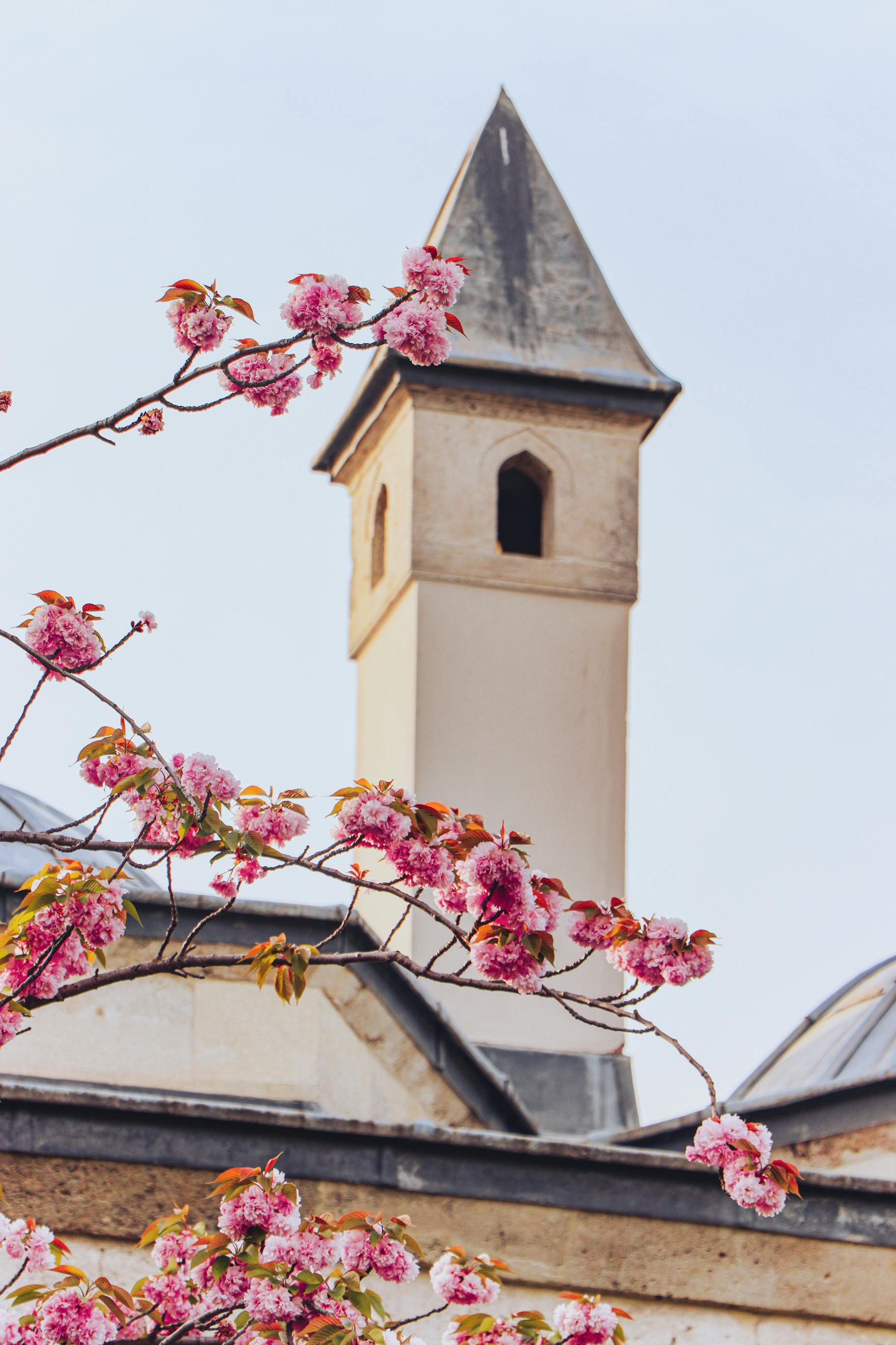Pink cherry blossoms in front of a historical chimney in Istanbul, Türkiye.