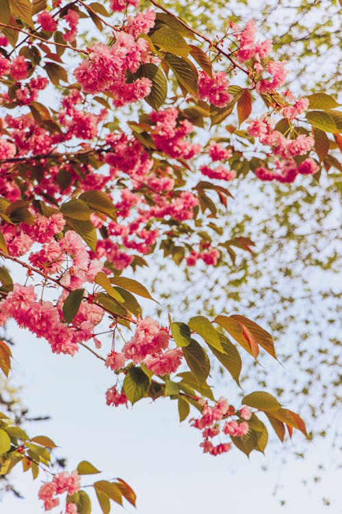 Low Angle Shot of a Tree with Pink Flowers and 