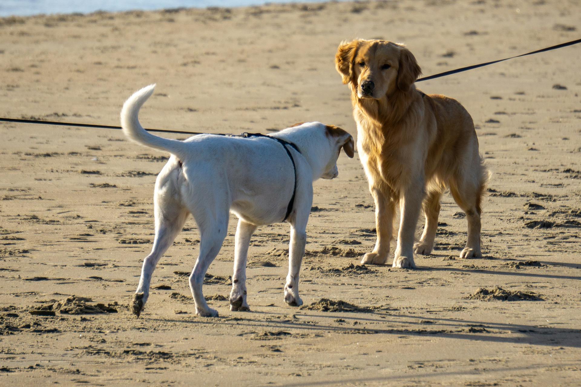 Dogs on Beach