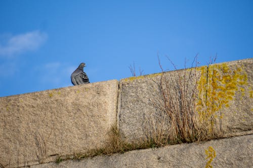 Pigeon on Wall