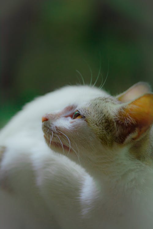 Cat in Close Up Photography