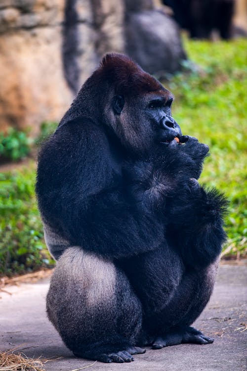 Безкоштовне стокове фото на тему «вертикальні постріл, впритул, горила»