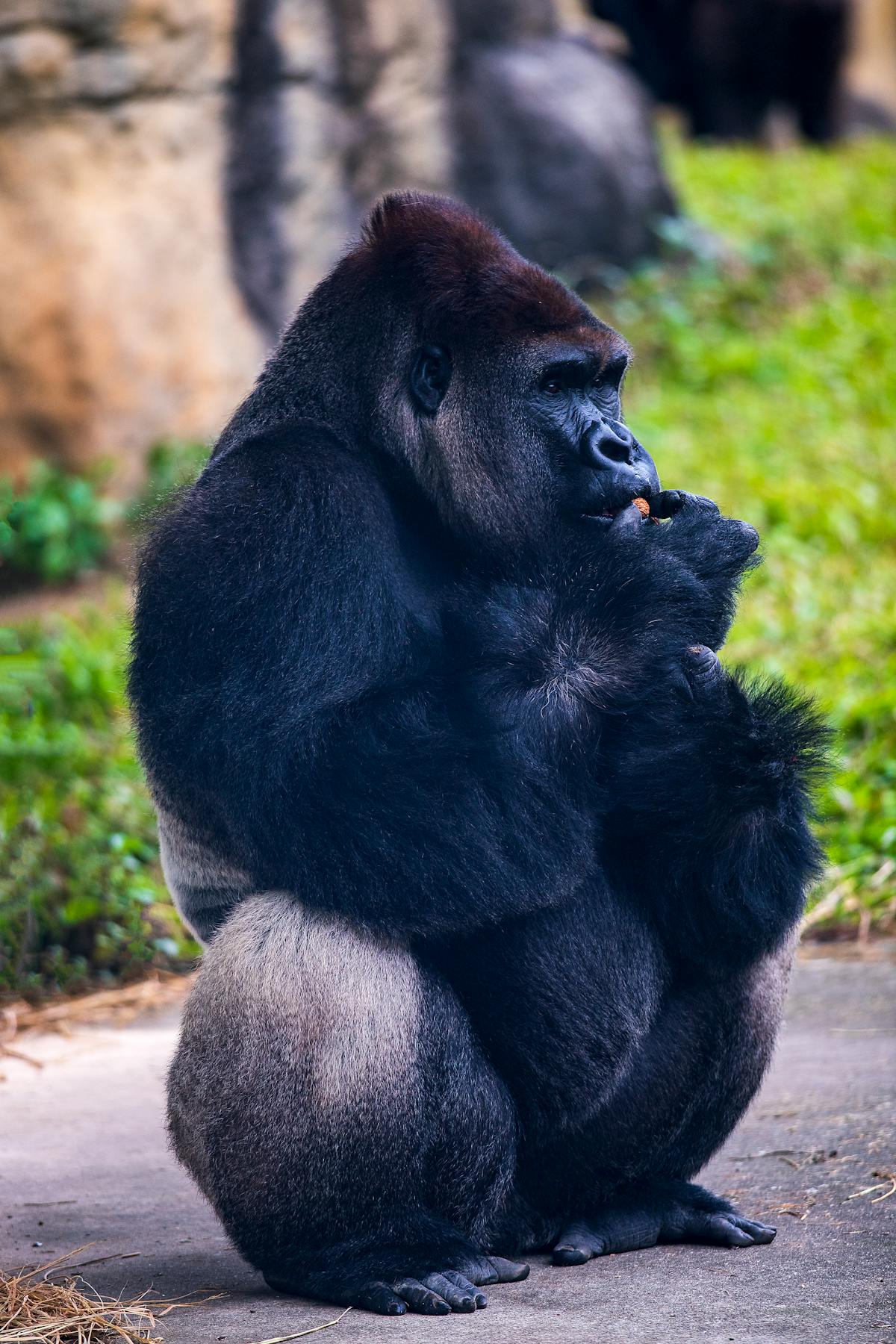 Image Of Gorilla Photos, Download The BEST Free Image Of Gorilla Stock ...