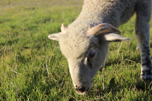 Kostenloses Stock Foto zu essen, gras, grasen