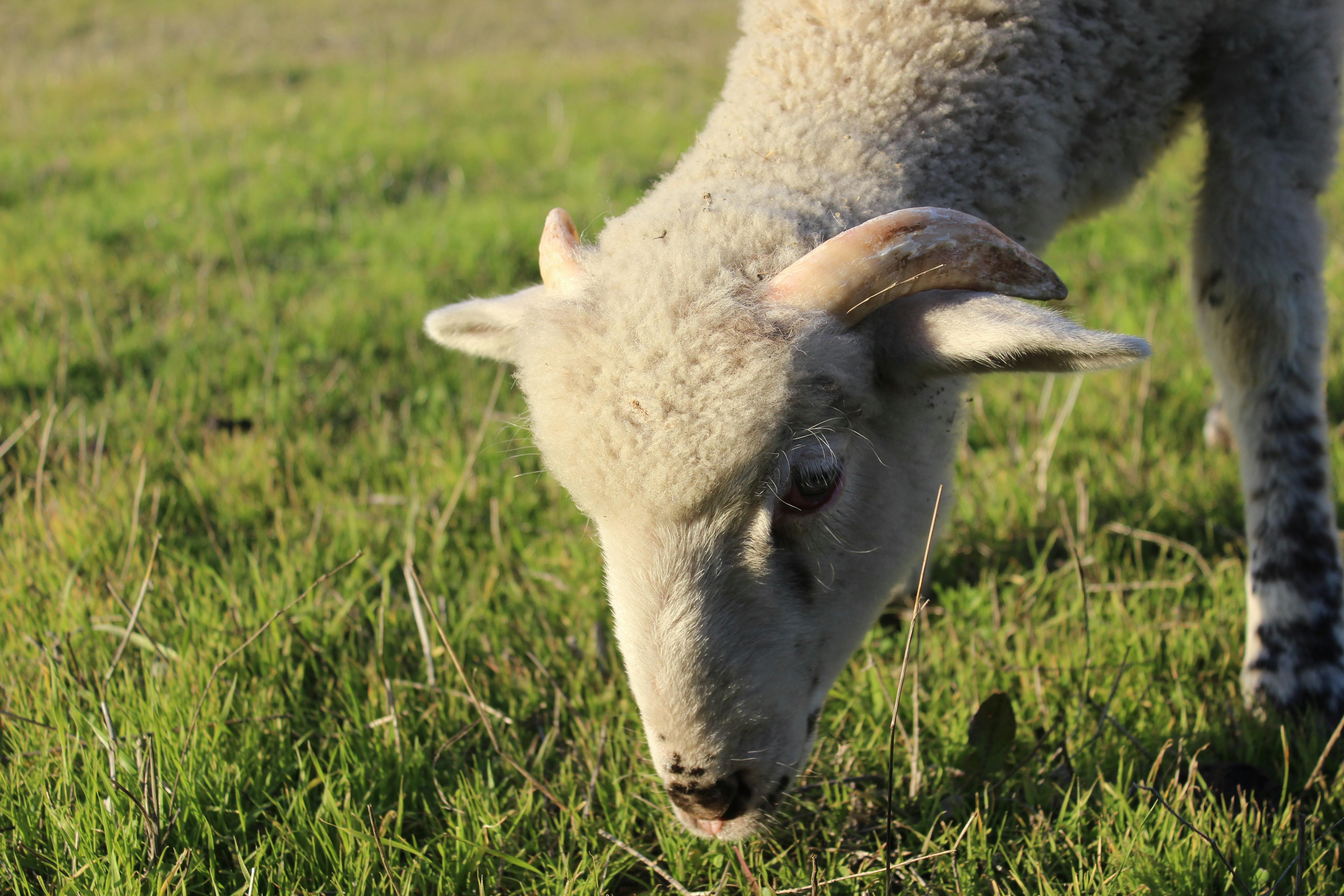 Gratuit Photos gratuites de agriculture, animal, animal de ferme Photos