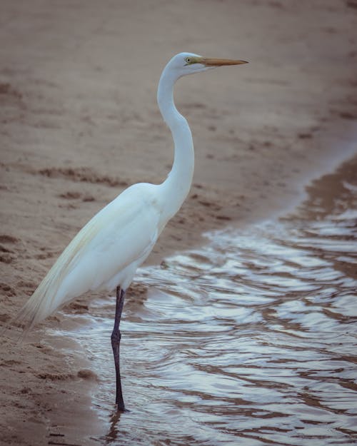 Eastern Great Egret on Shore