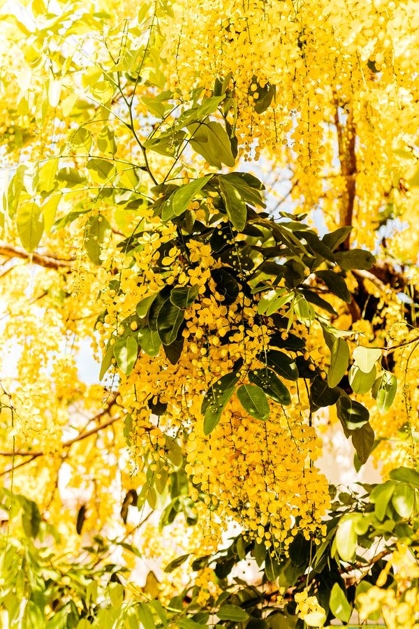 Chuva-de-ouro florida, cachos amarelos
