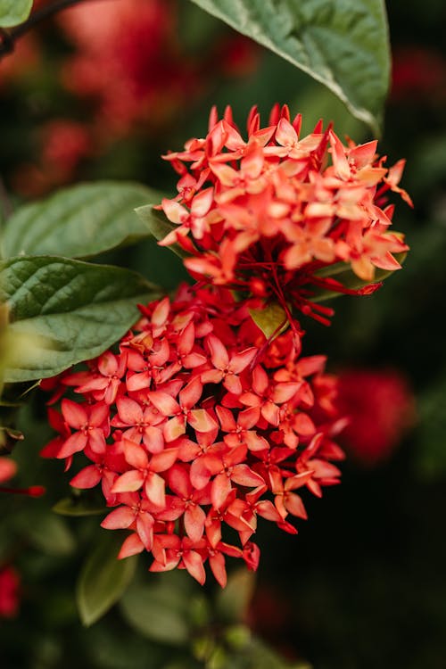 Close-up of Ixora Red Flower