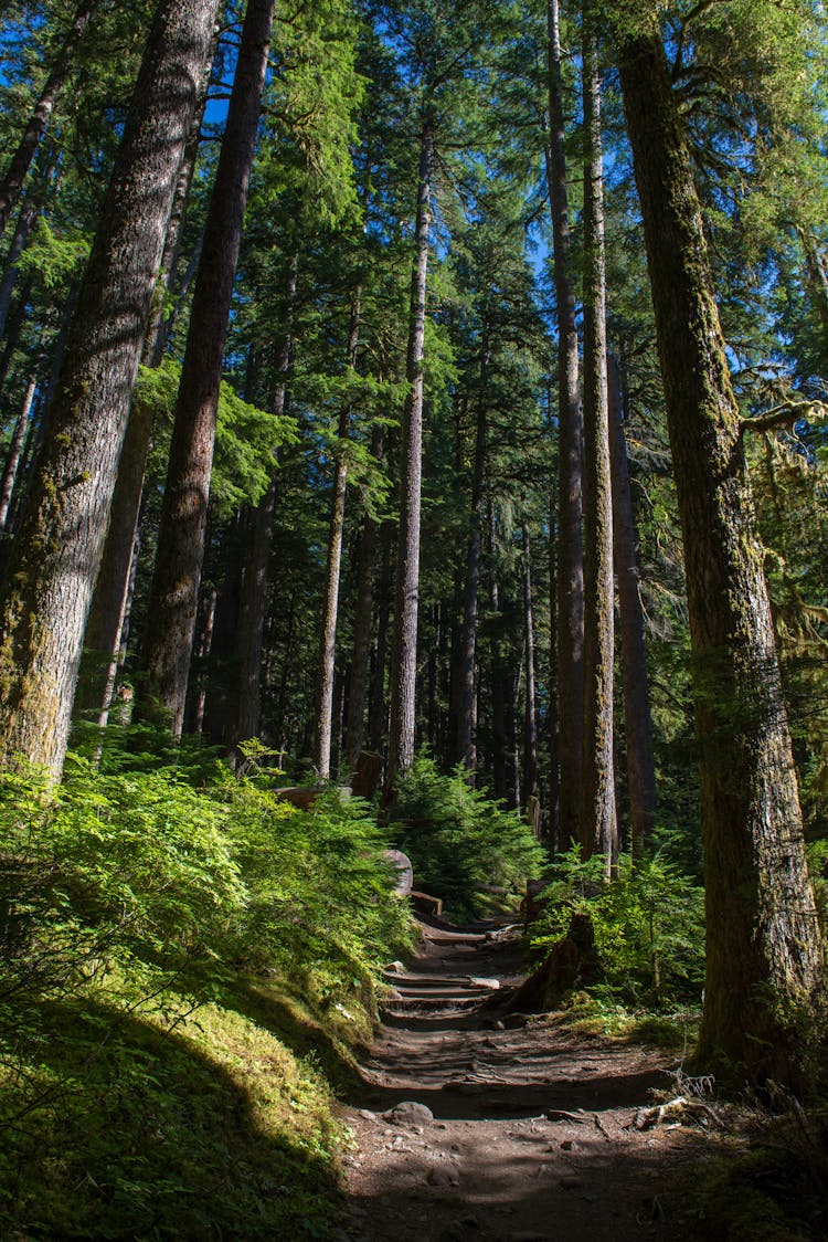 Seven Lakes Basin Loop Hike