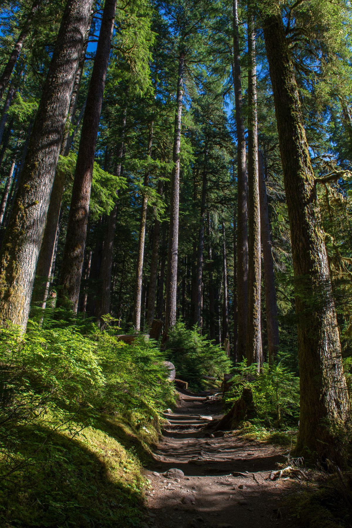 Forested hiking trail on the Kitsap Peninsula near Bremerton, WA