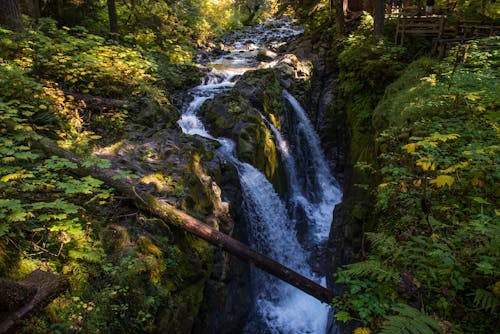 Waterfall in Olympic National Park