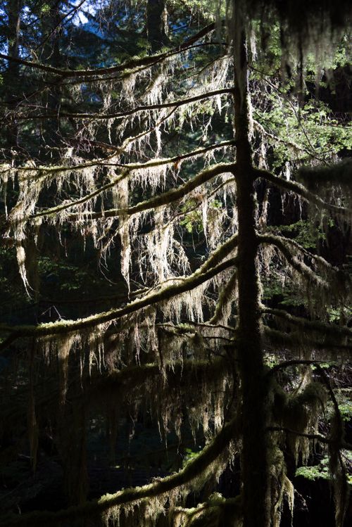 Free A moss-covered tree backlit revealing intricate details in a dense, dark forest. Stock Photo