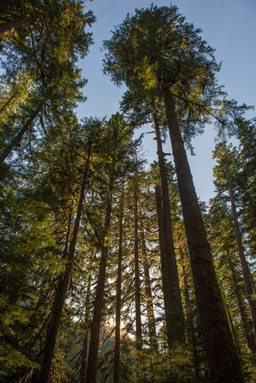 Free A captivating view of towering evergreen trees in a serene forest during daylight. Stock Photo