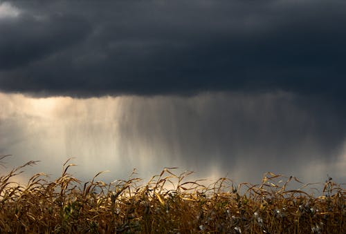 Ingyenes stockfotó aratás, farm, felhős témában