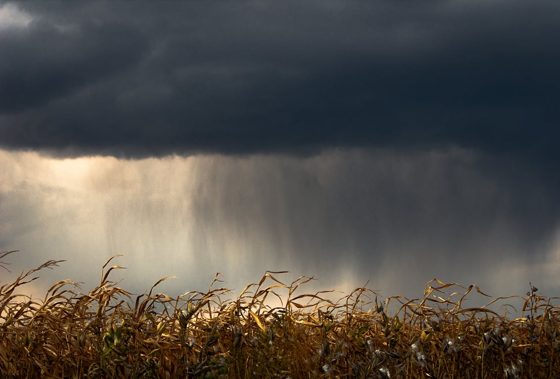 View of a Dry Corn Field under a Cloudy Sky 