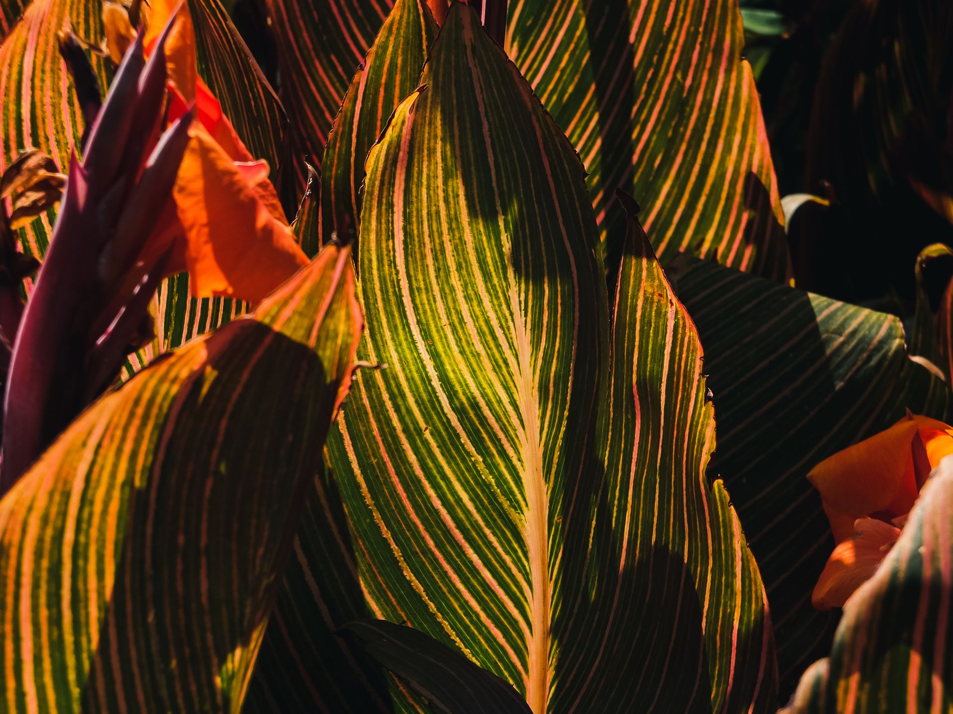 A detailed view of colorful Canna lily leaves with striking stripes and sunlight casting shadows.