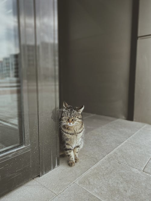 Cat on Sidewalk