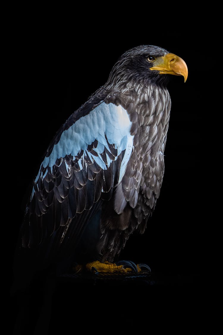 A Close-Up Shot Of A Steller's Sea Eagle