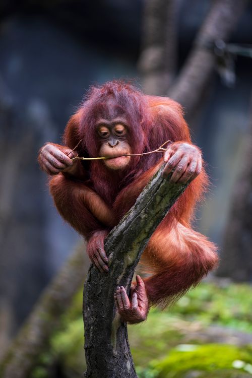 Free A young orangutan curiously plays with a branch at Taipei Zoo, Taiwan. Stock Photo