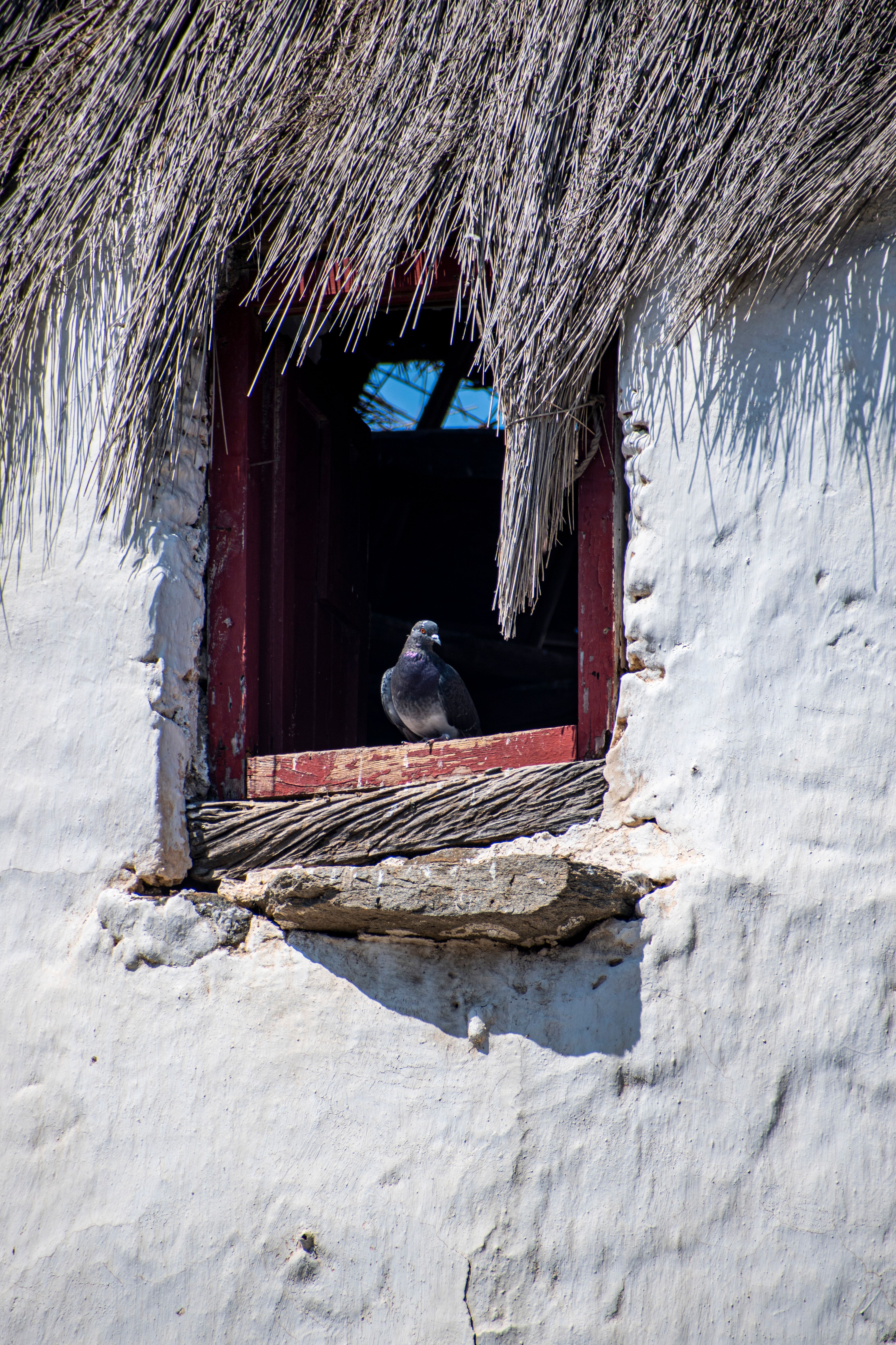 Photo of Pigeon on a Window · Free Stock Photo