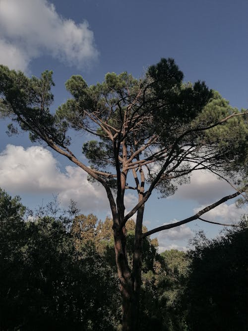 Free Green Trees Under Blue Sky Stock Photo