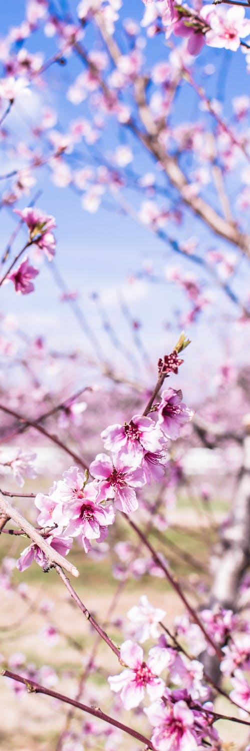 Photos gratuites de fleur de pêche