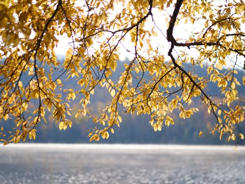 Free Golden autumn leaves hang over a serene lake, capturing the essence of fall. Stock Photo