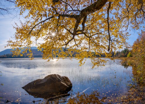 Gratis stockfoto met achtergrond, boom, gele bladeren