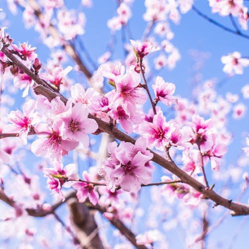 Photos gratuites de arbre, ciel bleu, début du printemps