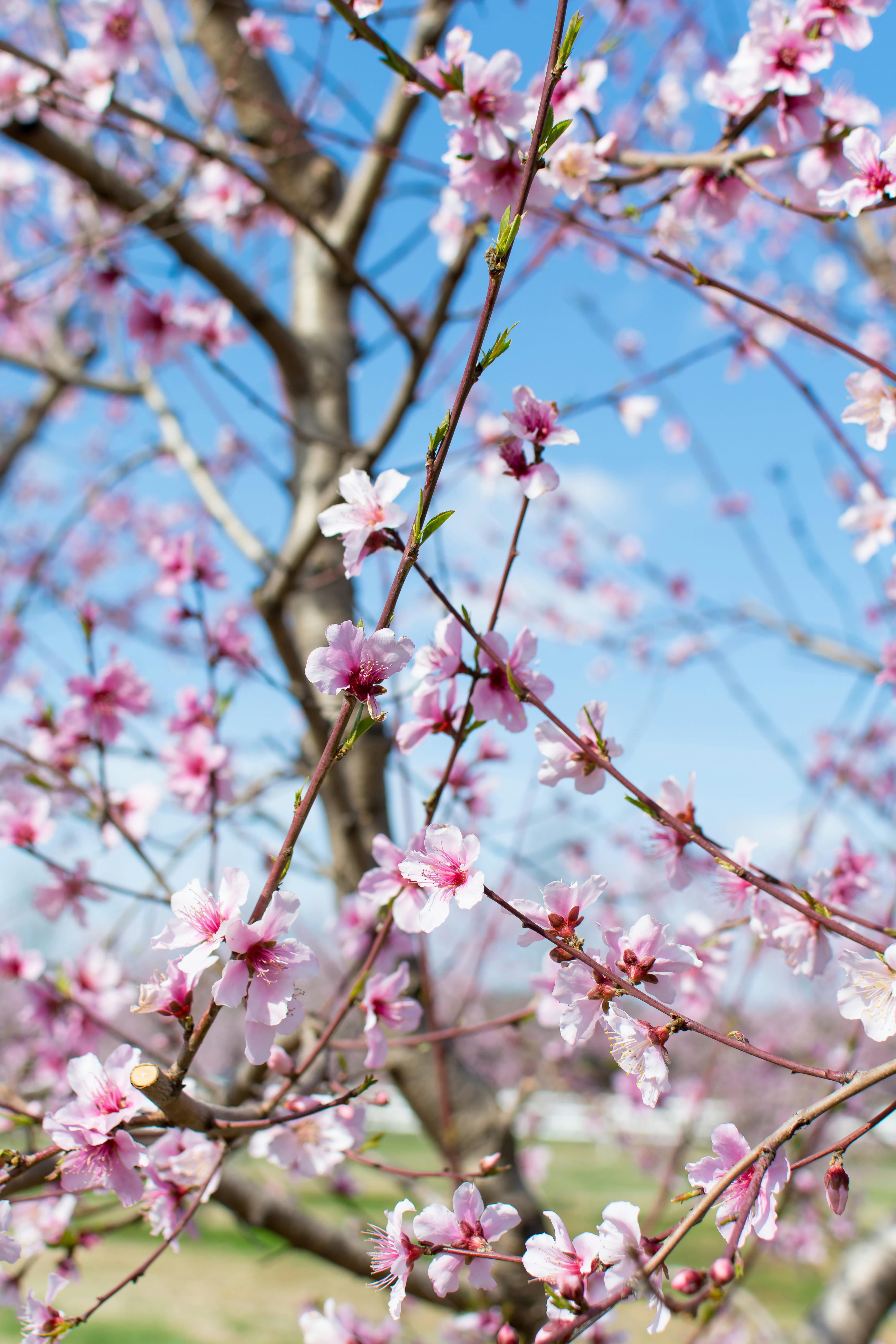 Free stock photo of peach blossom