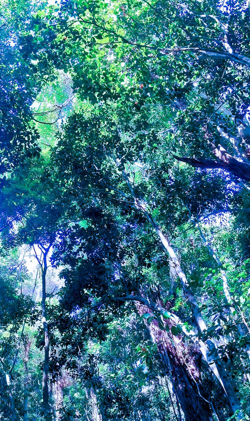 Free stock photo of abstract, forest, green Stock Photo