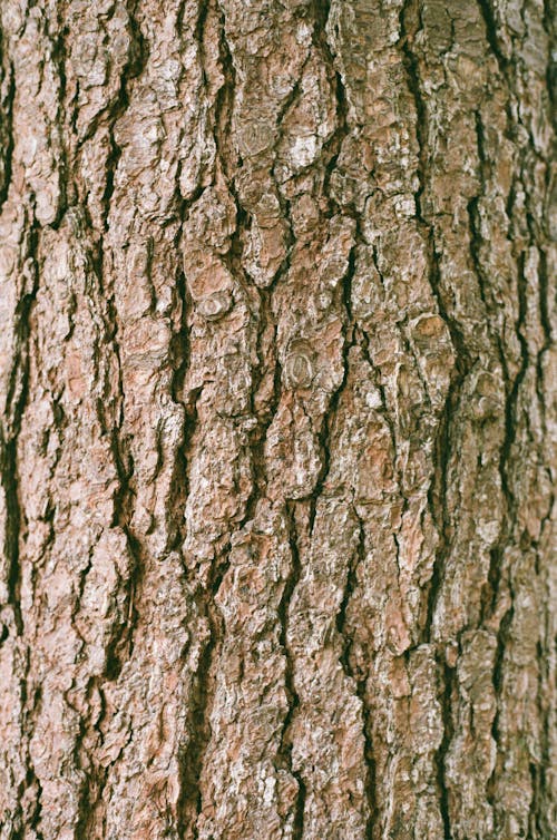 Fotos de stock gratuitas de árbol, corteza de árbol, de cerca