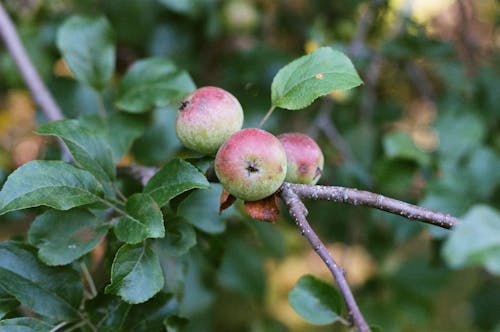 セレクティブフォーカス, りんご, リンゴの木の無料の写真素材